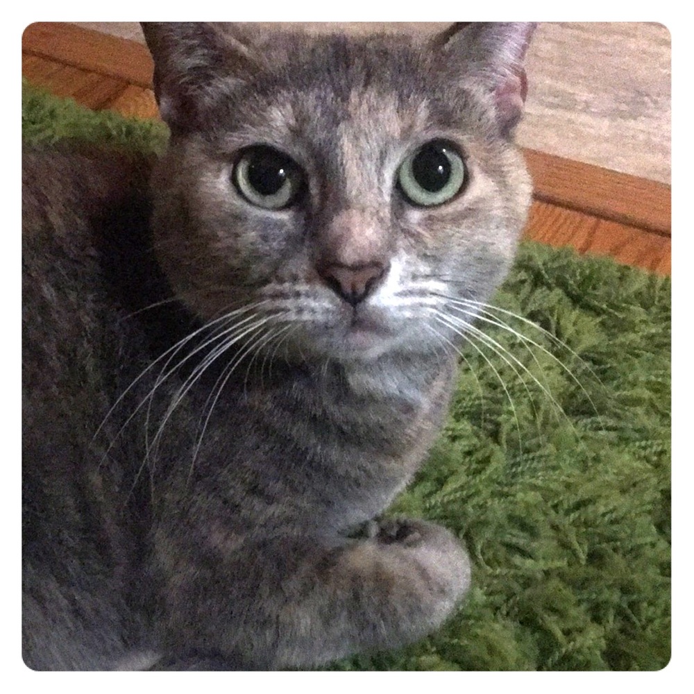 MYSTERIOUS CAT BOX